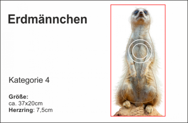 Erdmännchen