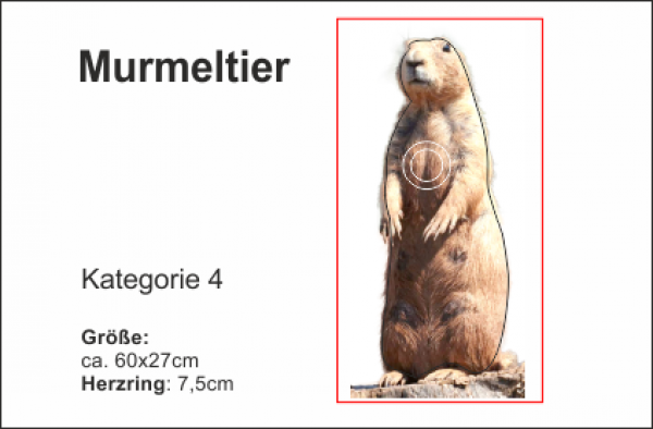 Murmeltier