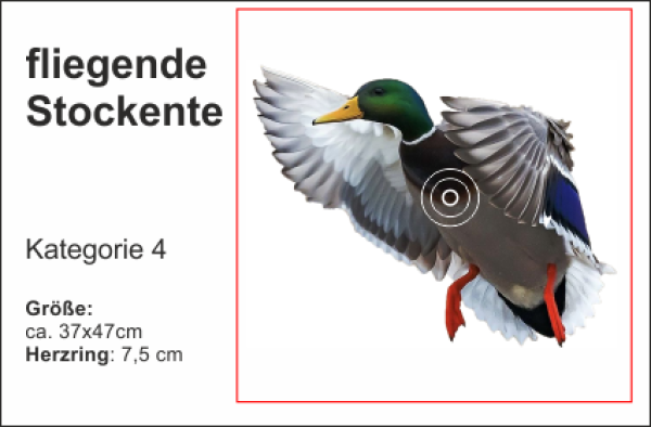 fliegende Stockente