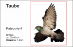 Taube