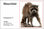 Waschbär
